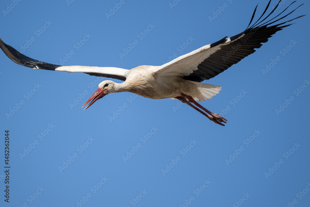 Obraz premium Storch im Flug