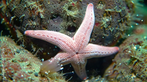 Exquisite Pink Starfish clings to a rock in this detailed underwater close-up video showcasing vibrant marine life and textures A mesmerizing underwater scene