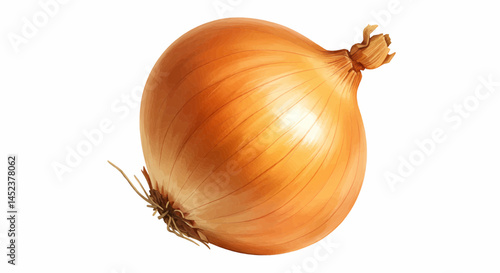 Whole yellow onion on a transparent white background. Vector Illustration