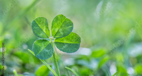 Tableau sur toile Closeup lucky four-leaf clover, a rare find, stands out in a patch of fresh vibrant green clover leaves against a soft blurred background, symbolizing luck and nature