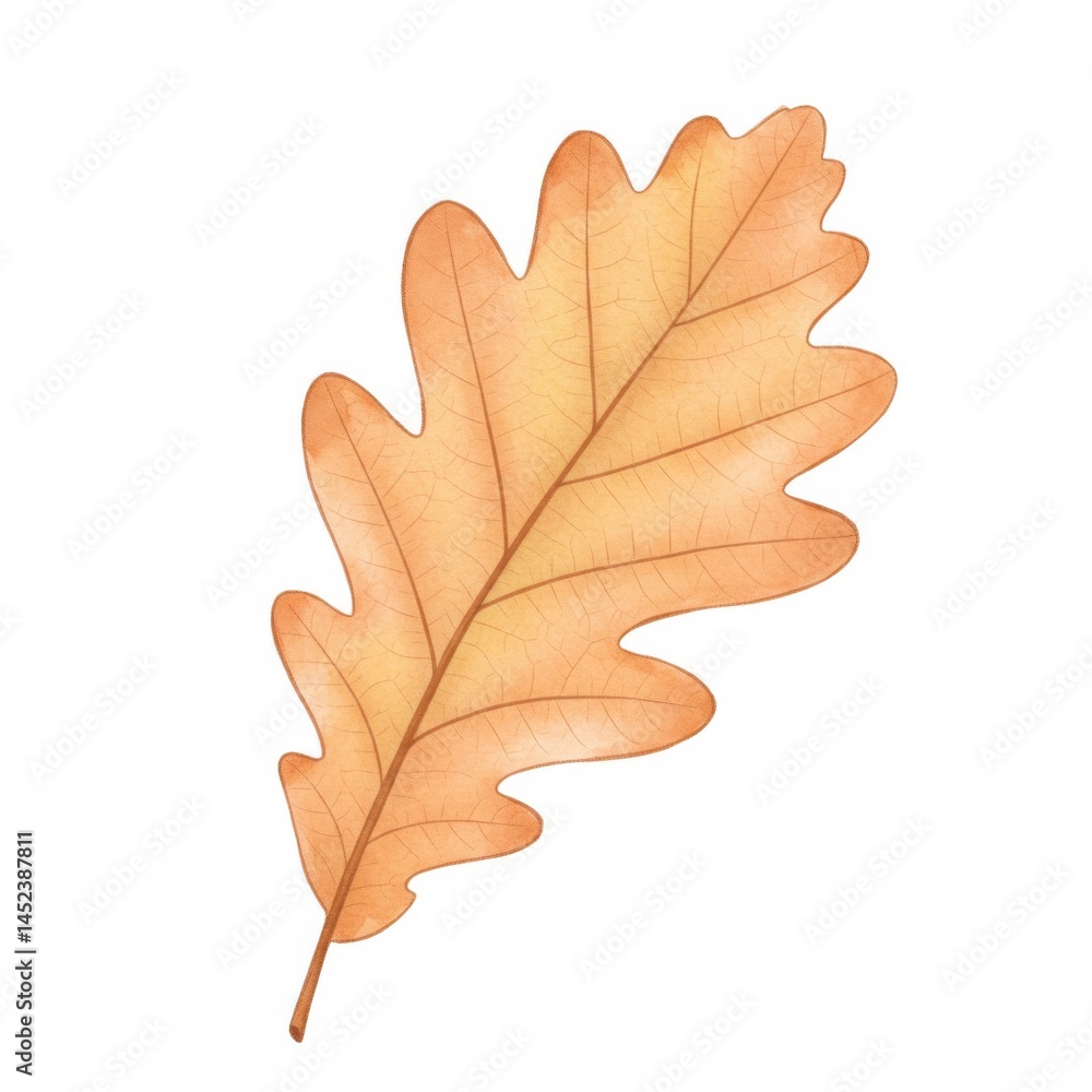 Fototapeta premium Watercolor Oak Leaf in Autumnal Yellow and Beige Isolated on White