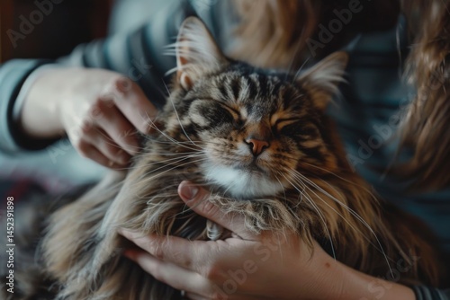 Obraz na płótnie Gentle grooming of majestic Maine Coon w salonie