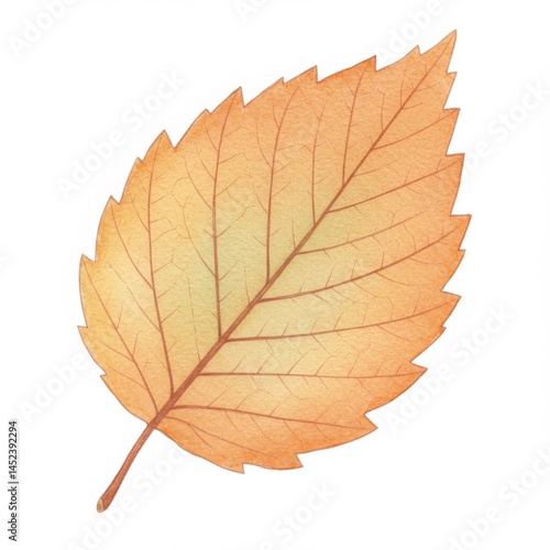 Wallpaper Mural Watercolor Illustration of a Single Autumn Leaf Torontodigital.ca