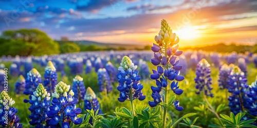 Texas Bluebonnet Hill Country Macro Photography: Vibrant Wildflower Meadow Spring Bloom
