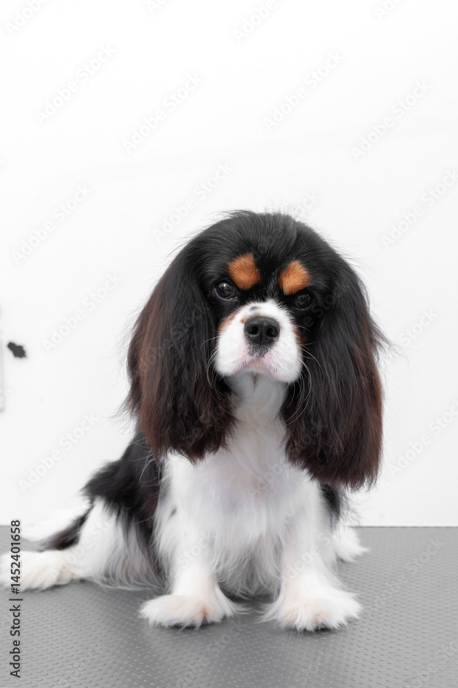 Portrait Cavalier King Charles spaniel puppy on white background. Portrait Cavalier King Charles spaniel puppy on white background.