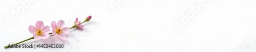 Single stem with small flowers on white background, blossomed, single