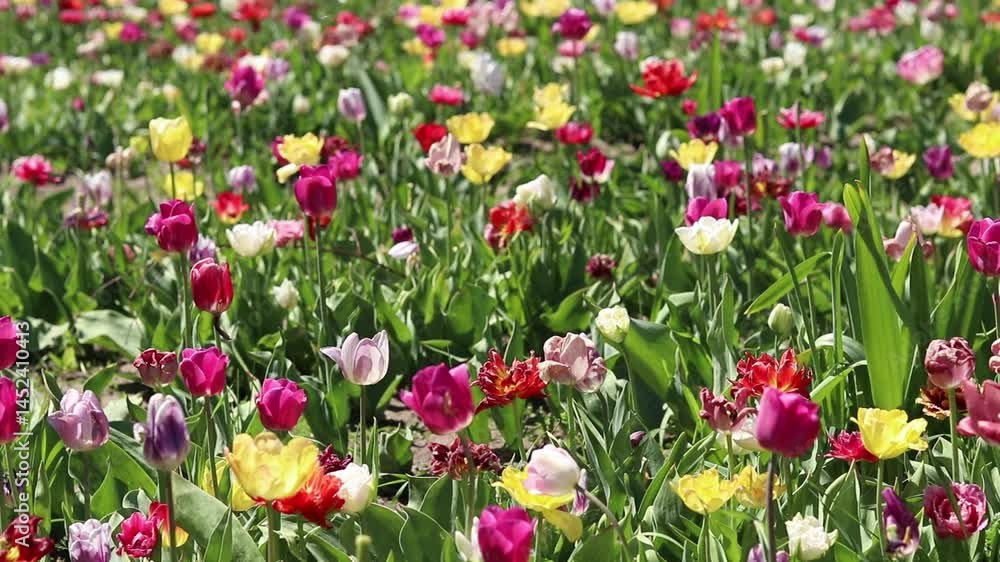 Field of colorful bright tulips of different varieties. Bright flowers with selective focus. Nature background. Spring background. Tulips close-up. Field of blooming tulips in spring Field of colorful bright tulips of different varieties. Bright flowers with selective focus. Nature background. Spring background. Tulips close-up. Field of blooming tulips in spring