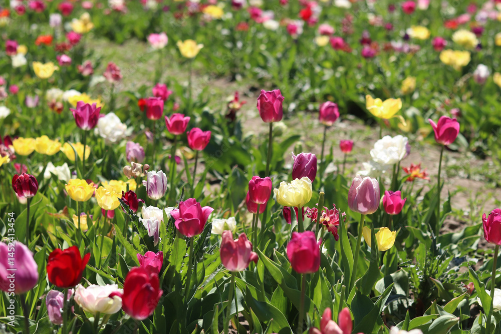Field of colorful bright tulips of different varieties. Bright flowers with selective focus. Nature background. Spring background. Tulips close-up. Field of blooming tulips in spring Field of colorful bright tulips of different varieties. Bright flowers with selective focus. Nature background. Spring background. Tulips close-up. Field of blooming tulips in spring