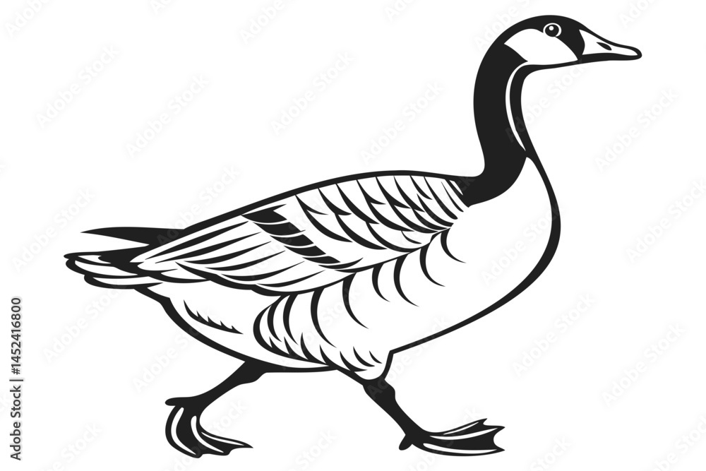 Canada goose illustration vector drawing of waterfowl bird for wildlife and nature design elements use isolated on transparent background Canada goose illustration vector drawing of waterfowl bird for wildlife and nature design elements use isolated on transparent background