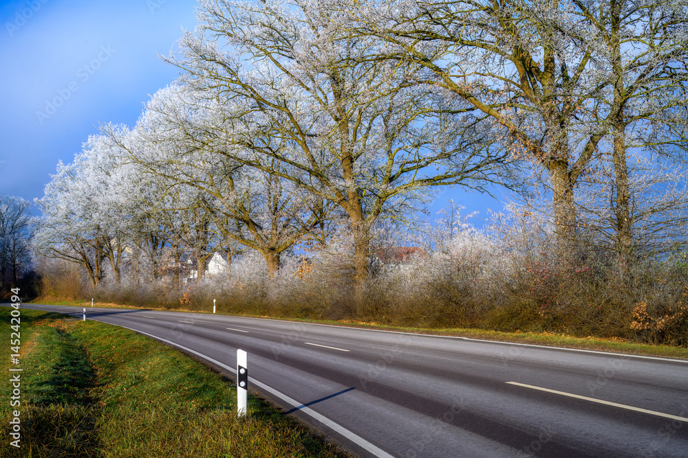 Country road along trees covered with white frost