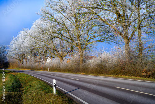 Obraz na płótnie Country road along trees covered with white frost w salonie