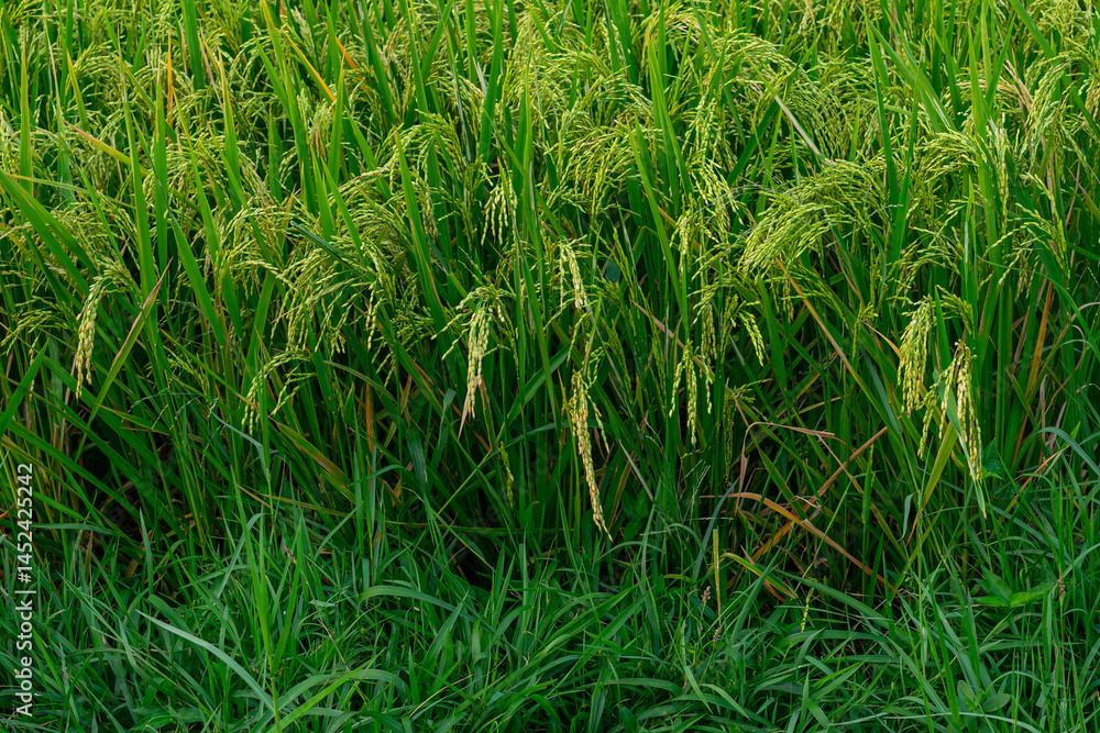 Lush green rice plants in a paddy field during the grain-filling stage, showing healthy panicles swaying in the breeze, symbolizing abundance, growth, and sustainable farming. Lush green rice plants in a paddy field during the grain-filling stage, showing healthy panicles swaying in the breeze, symbolizing abundance, growth, and sustainable farming.
