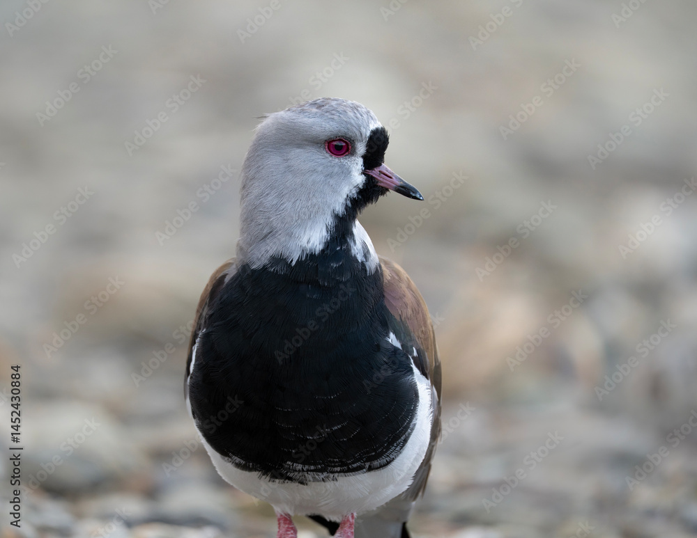 Obraz premium Southern Lapwing, portrait of Vanellus chilensi in Ushuaia, Argentina