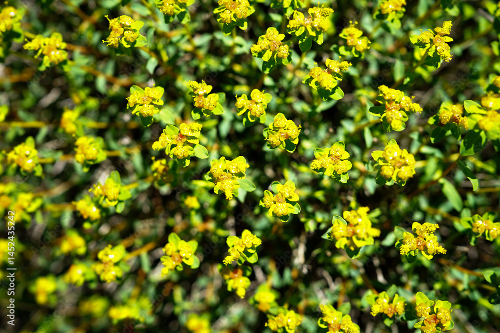 Fototapeta premium Ikaria flowers in bloom