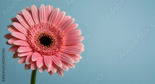 Beautiful Pink Gerbera Daisy Flower on Soft Blue Background