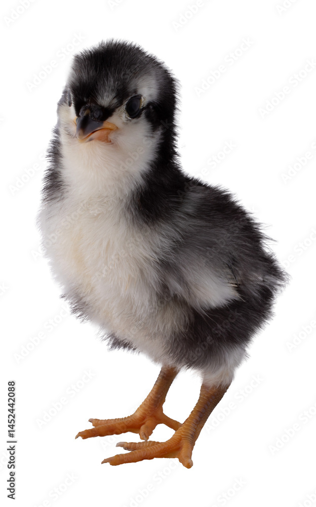 Young chicken chick looking at the camera