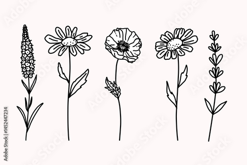  Set of flowers. Hand drawn in line art style Minimalistic wildflower Poppy, Veronica, Chamomile and Lavender. Black and white vector illustration. For printing, branding, eco design, and wall art.
