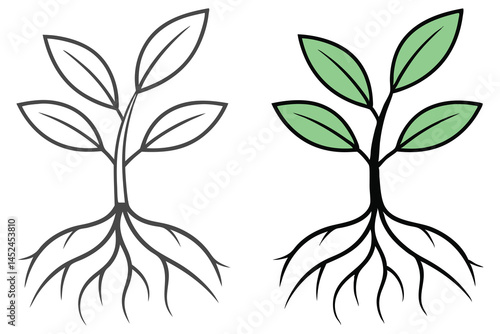 Two plant versions, one colored and other in black outlines sit on white