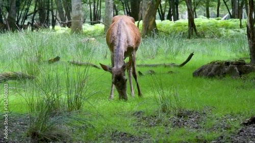  view of a deer eating grass in the forest