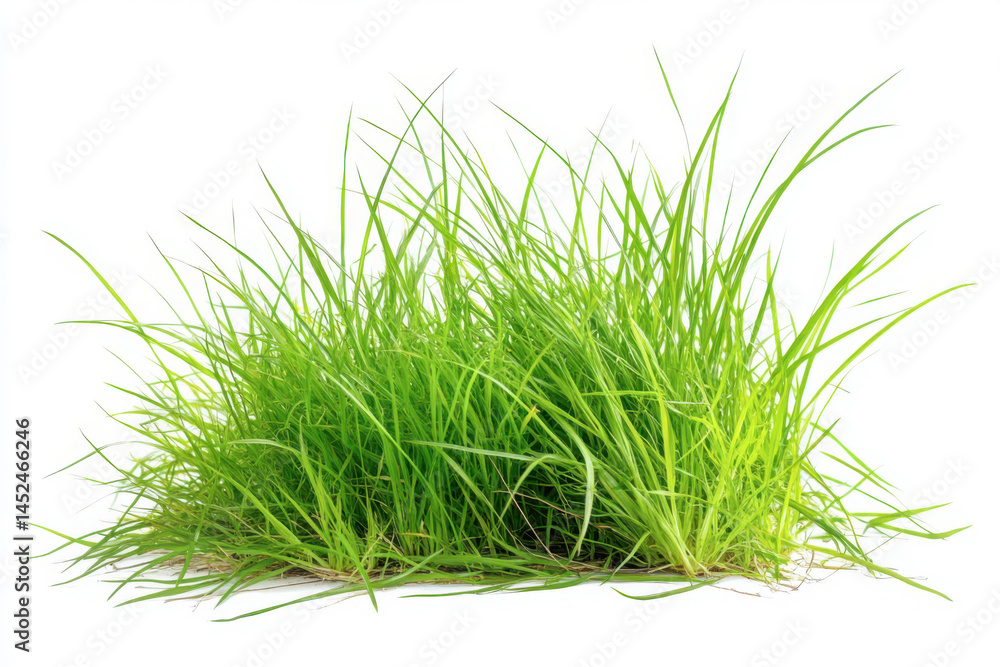 Obraz premium Tuft of vibrant green grass isolated on white background