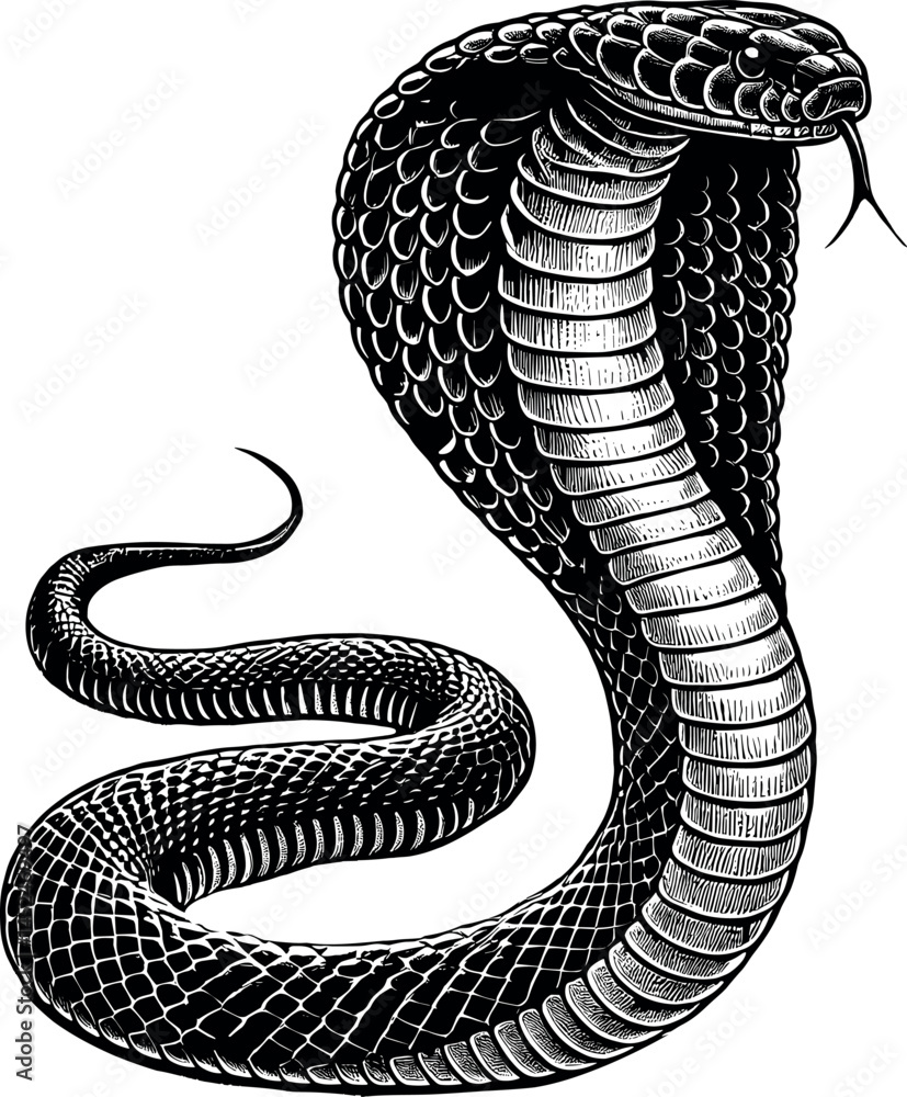 Fototapeta premium Cobra Snake Vector Silhouette, Coiled Venomous Serpent Clipart, Aggressive Hooded Cobra Design for T-Shirts, Reptile Danger Symbol Cricut Cut File, Wild Jungle Snake Art for Tattoo and Decor