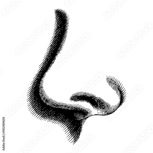 Human Nose Detailed Black and White Outline Line Art Drawing of Face Part Anatomy Illustration