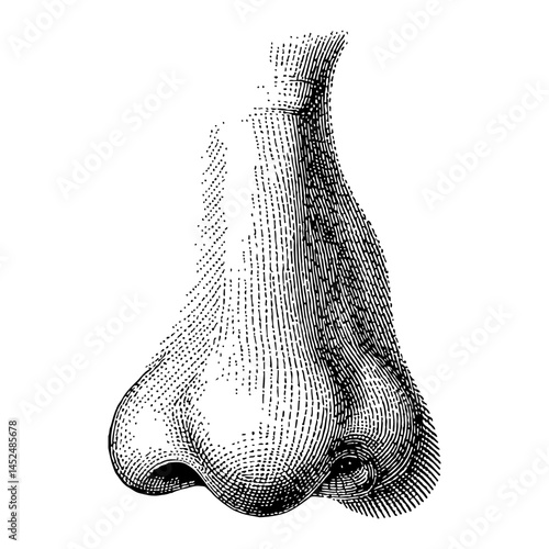 Human Nose Close Up Black and White Outline Line Art Drawing Retro Style Detail Illustration
