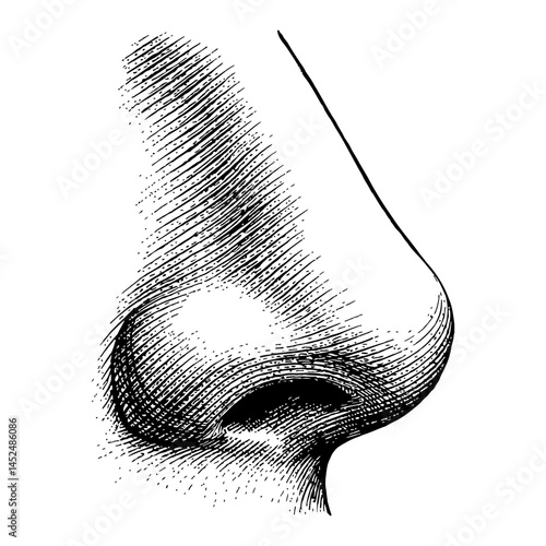 Human Nose Side View Anatomy Black and White Outline Line Art Drawing Illustration Detail Graphic