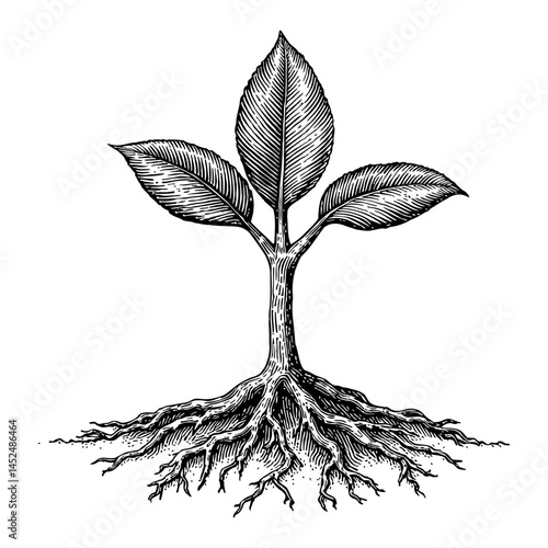 Young Tree Sapling with Detailed Roots Visible Black and White Outline Line Art Drawing
