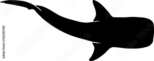 Whale shark. Rhincodon typus