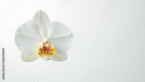Delicate white orchid blossom against pure white backdrop, background, blossom, minimal
