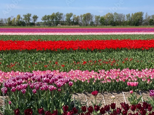 Wallpaper Mural Feld mit Tulpen in verschiedenen Farben in Holland Torontodigital.ca