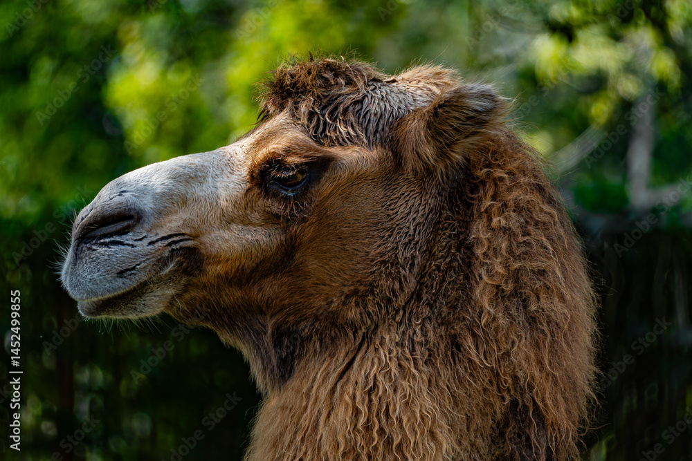 Obraz premium camel closeup