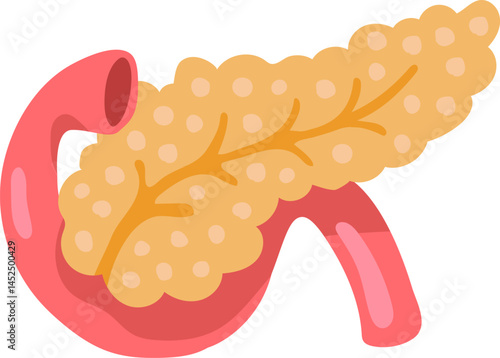 Pancreatic duct receiving digestive enzymes from exocrine glands, producing insulin and glucagon regulating blood sugar levels, playing crucial role in digestive system and endocrine functions