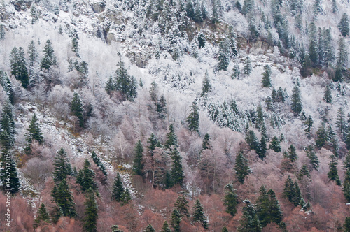 Snow-covered hillside forest pattern
