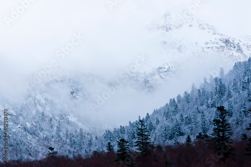 Dense forest with pinkish snow tones