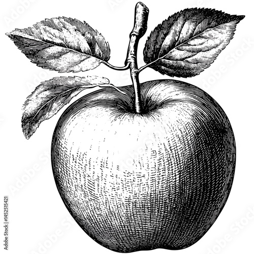 Hand drawn apple sketch, vintage engraving style, black ink fruit, old botanical etching, rustic apple art, classic orchard illustration, heirloom apple vector, retro food art,