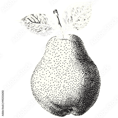 Pear illustration, hand drawn, stipple engraving, block stamp style, vintage sketch, black ink on dark background, rustic fruit art, retro fruit drawing, botanical sketch, farmhouse decor,