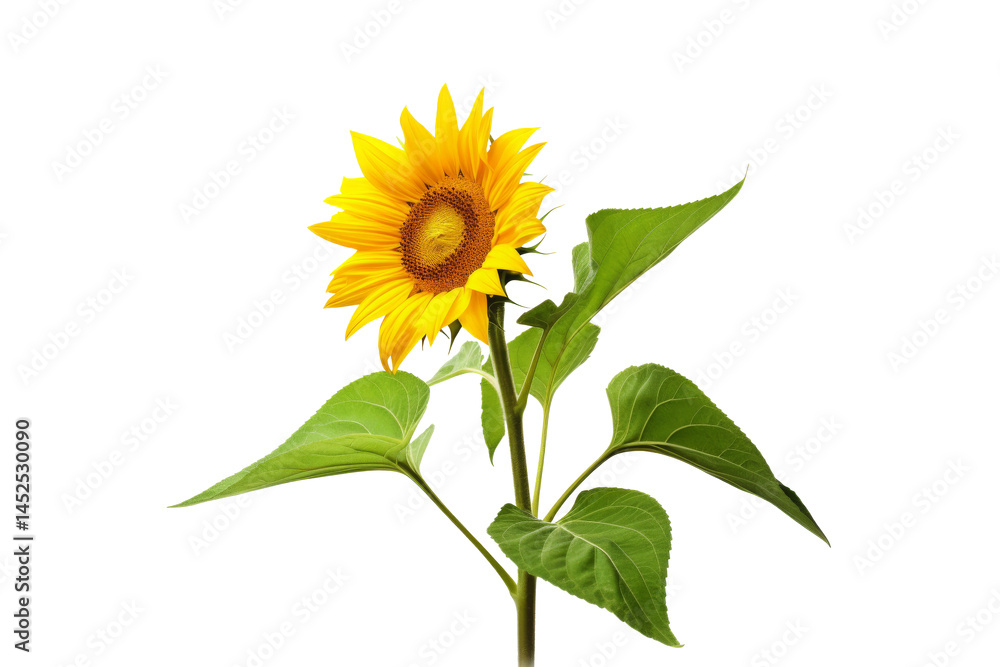 Fototapeta premium yellow sunflower