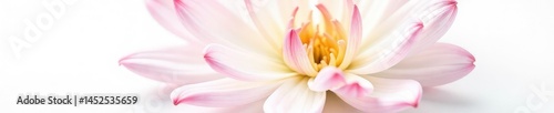 Delicate flower with intricate petals on white background, nature, white, isolated