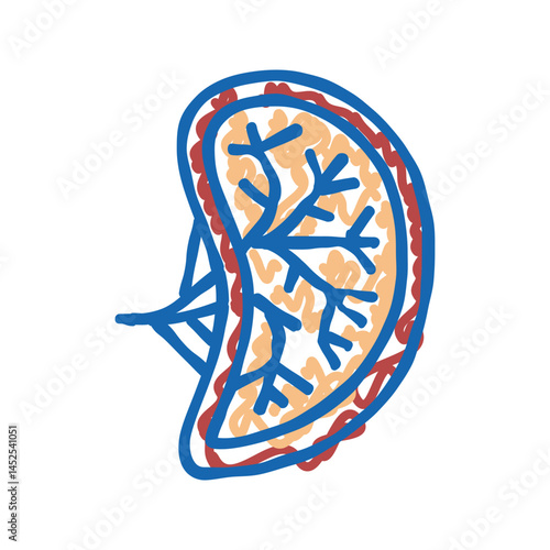 spleen human organ icon doodle illustration
