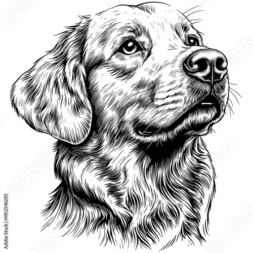 Vintage golden retriever head, woodcut engraving style, black sketch illustration, old style drawing, retro art, antique dog portrait, classic etching look, traditional animal illustration