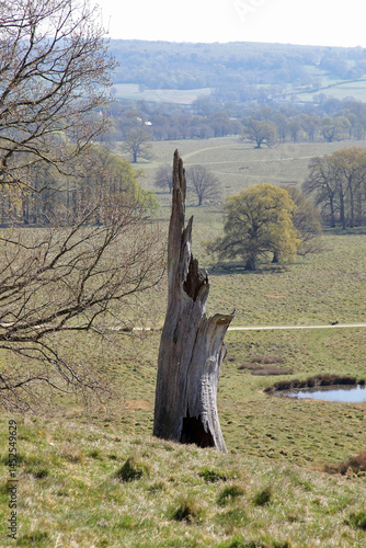Принти на полотні The hollow trunk of a dead tree overlooking the South Downs National Park at Petworth