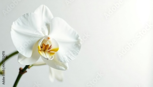 Delicate white orchid blossom against pure white , macro, nature