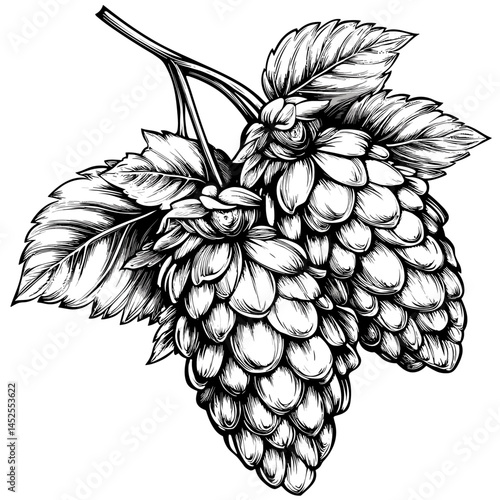 Hops Icon, vintage vector illustration, black sketch, old engraving style, hand drawn hops plant, retro botanical art, beer ingredient, rustic style, craft brewing, ale hops,
