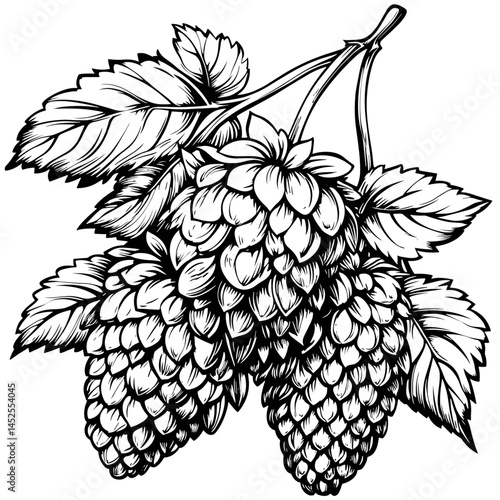 Old engraving style hops icon, vintage sketch vector, hand drawn hop cone, classic beer plant art, rustic illustration, hops for craft beer, traditional brewing emblem,