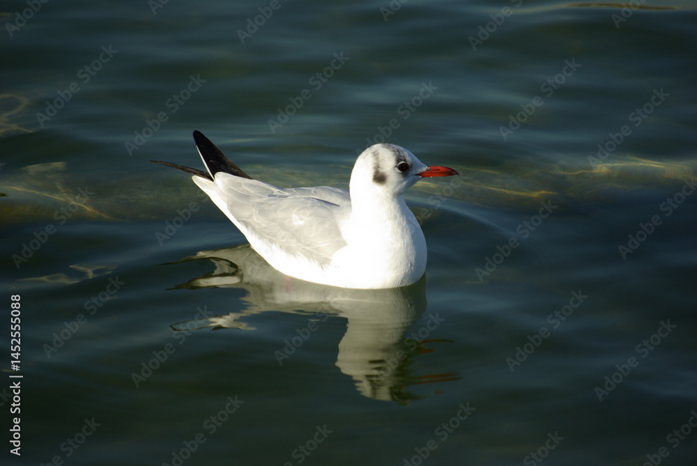 Obraz premium Mouette sur le lac