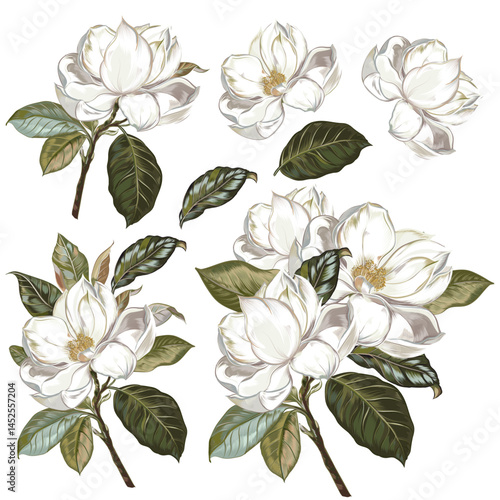 Collection of hand drawn magnolia flower botanical illustration. Watercolor f...