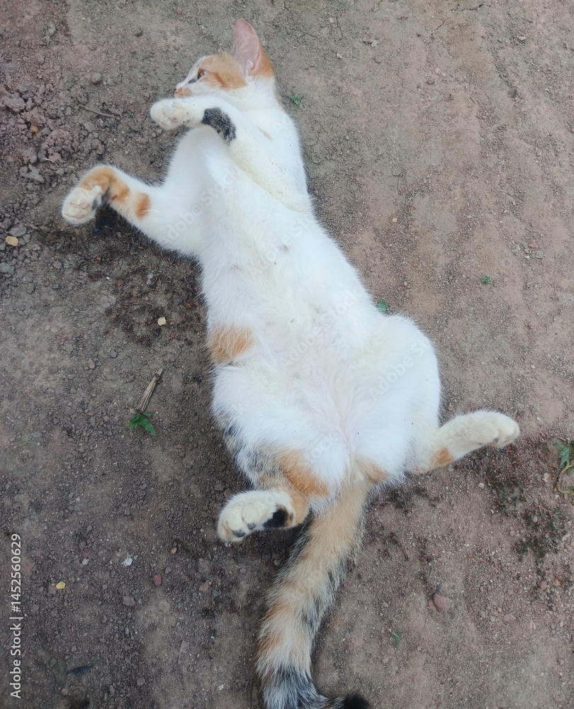 Fototapeta premium cute posing cat