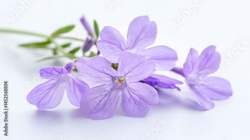 Single lavender flowers with delicate petals.